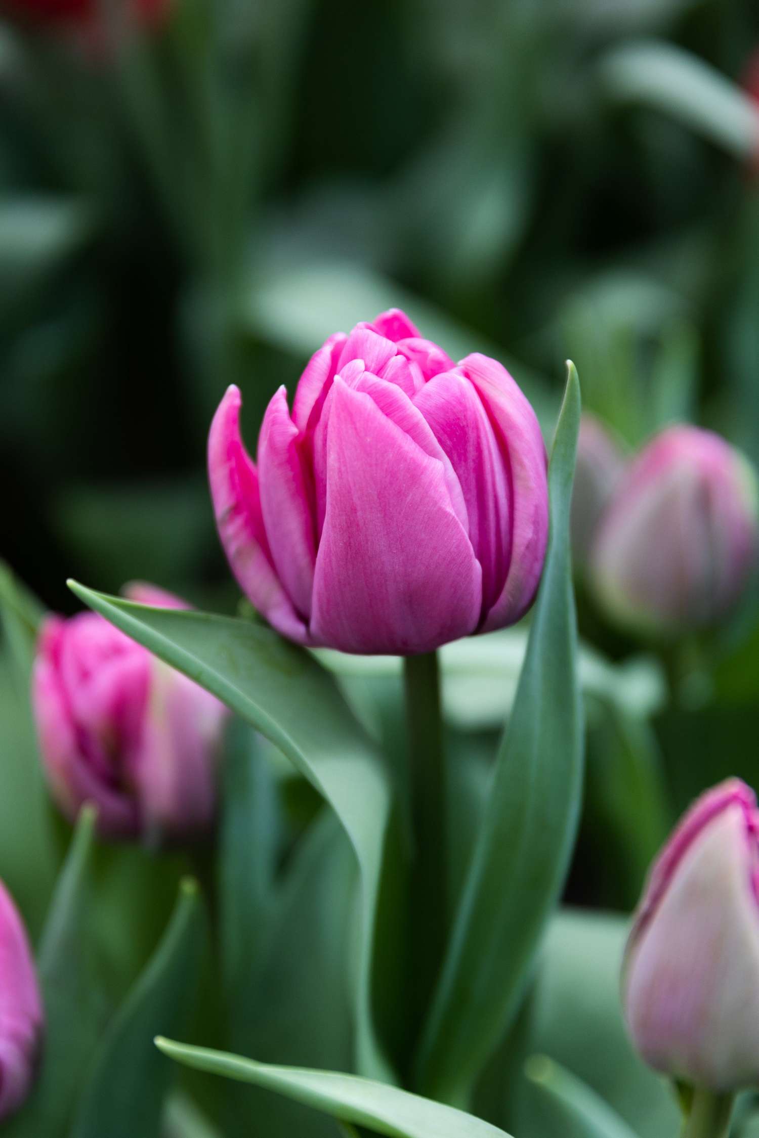 Tulppaani 'Double You'